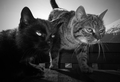 CATS