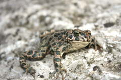 žabiak.