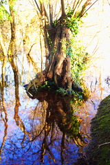 Zrkadlovy odraz vo vode