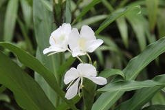 Mariposa