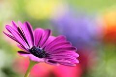 osteospermum