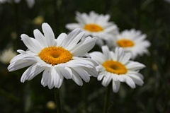 margarétky