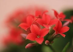 kalanchoe