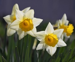 narcisy