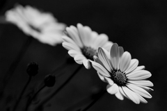 osteospermum