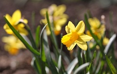 narcis