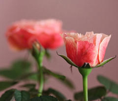 rose