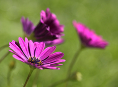osteospermum