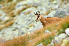 Kamzík vrchovský tatranský