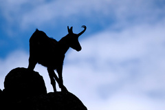 Kamzík vrchovský tatranský