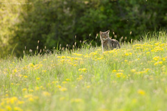 Mačka divá ( Felis silvestris )