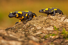 Salamandra škvrnitá