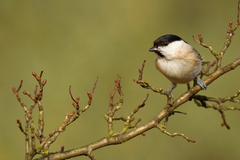 Sýkorka lesklohlavá