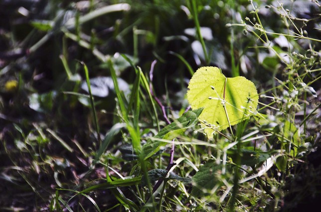 green heart