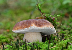 Hríb smrekový z Javorníkov