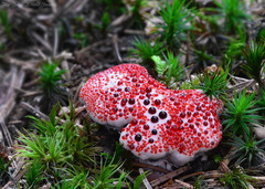 Štiavnicka Hydnellum peckii