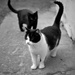 Mačka Mica A Cica :)