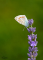 Modráčik obyčajný. Polyommatus i