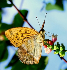 cucá