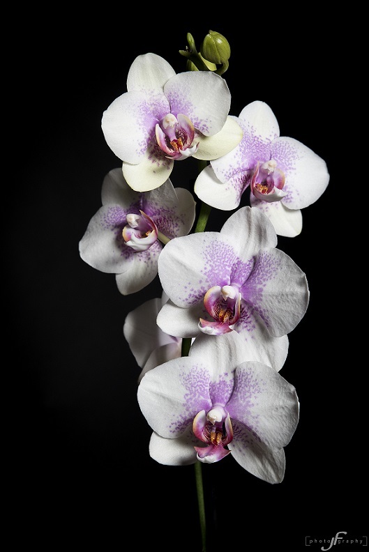 Orchidey