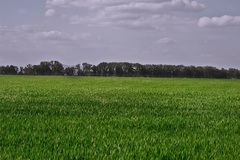 Polovica