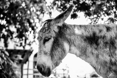 asinus
