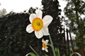 Narcis