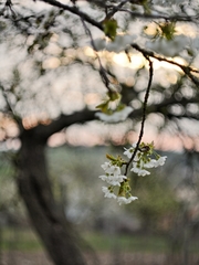 biele