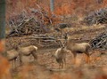črieda na rúbanisku