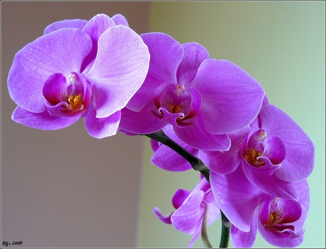 orchidea3