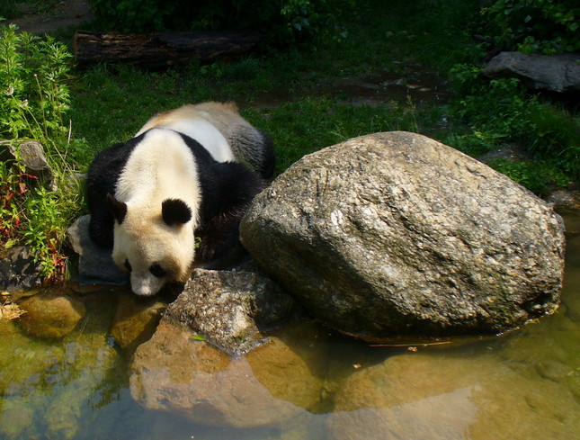 Smädná panda