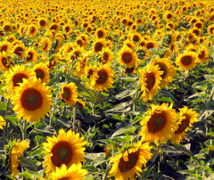 Sunflower mania