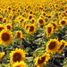Sunflower mania