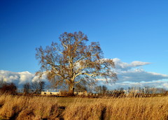 Platan - vládca kraja