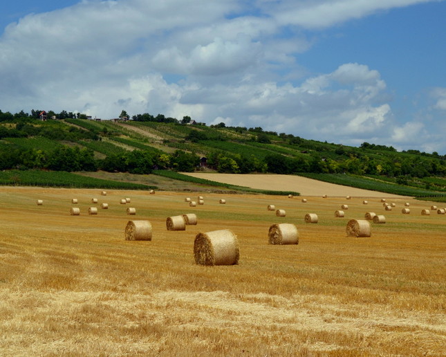 V roládovej krajine