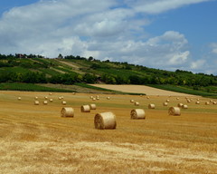 V roládovej krajine