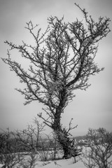 Chlpaty strom
