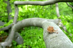 Bukvica