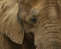 stary mudry slonik