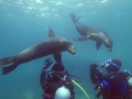 sealions