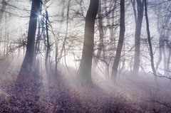 Slnecne pohladenie v lesoch