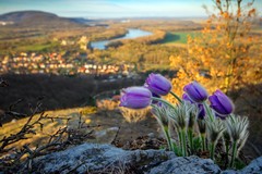 Poniklec nad Devinom