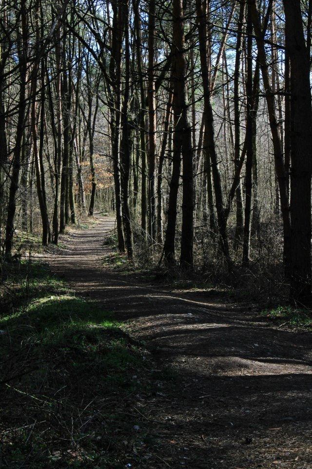 Neznáma cesta lesom