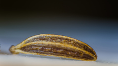 banán