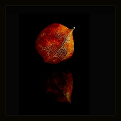 Premeny II