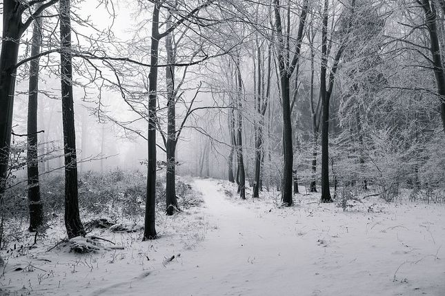Pokoj zimného lesa