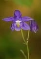 Aquilegia vulgaris