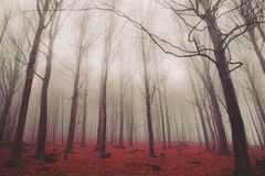 "Fog and solitude"