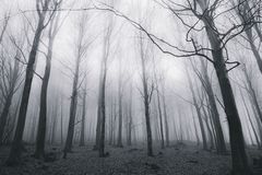 Fog and Solitude B&W 2014