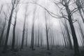 Fog and Solitude B&W 2014